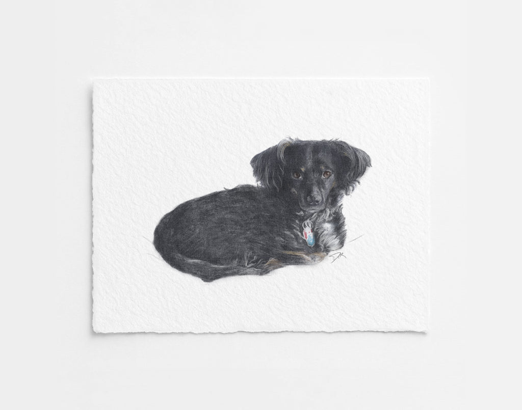 Custom Pet Illustration