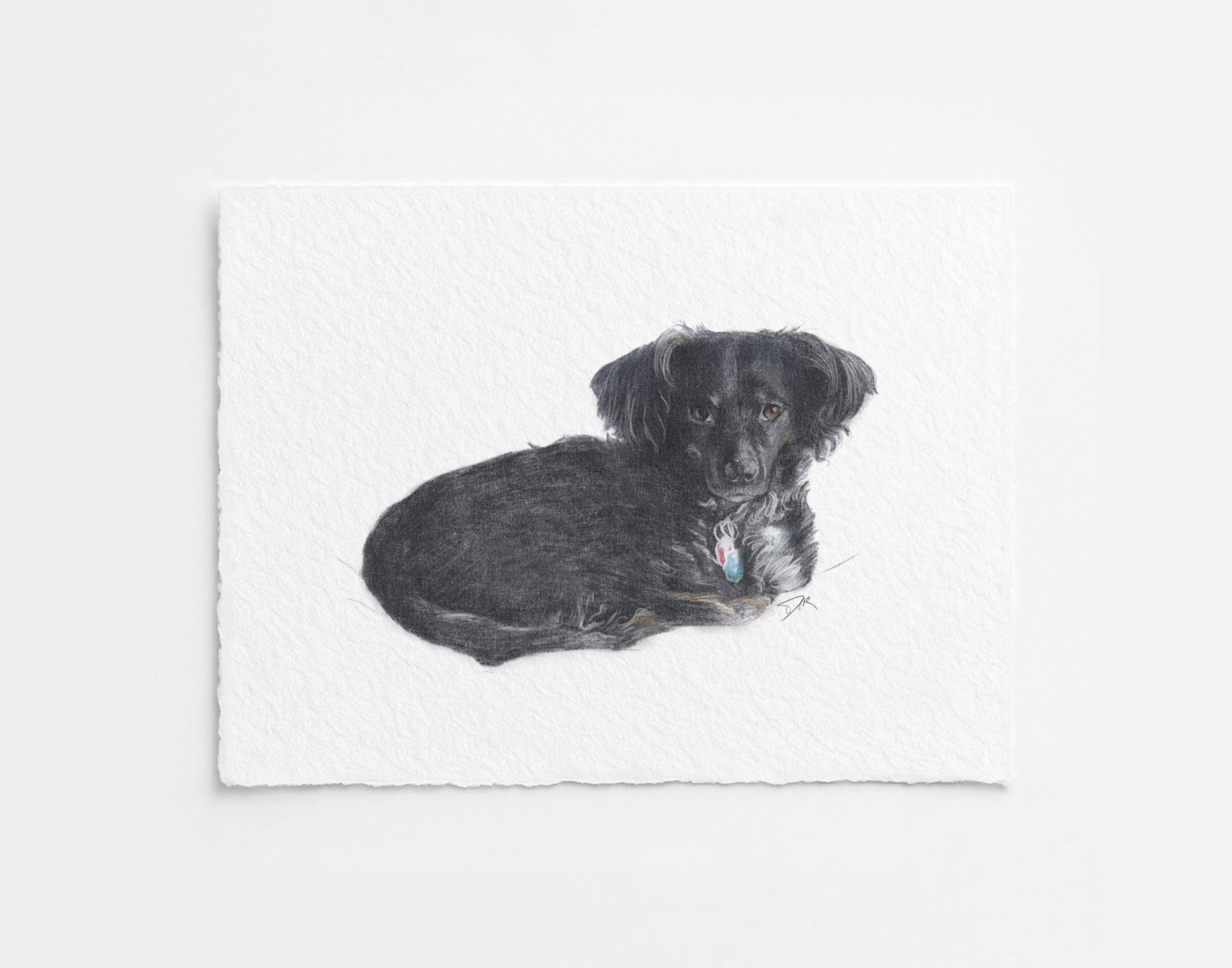 Custom Pet Illustration